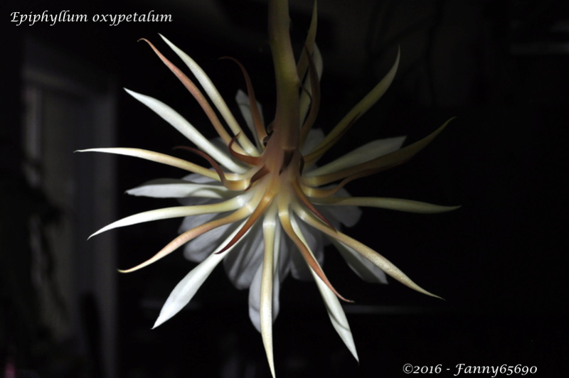 Epiphyllum oxypetalum Dsc_0056