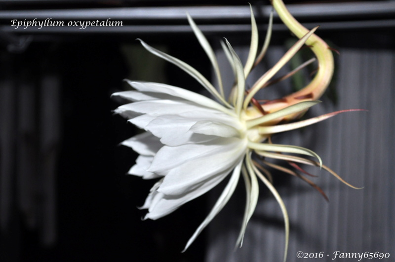 Epiphyllum oxypetalum Dsc_0059