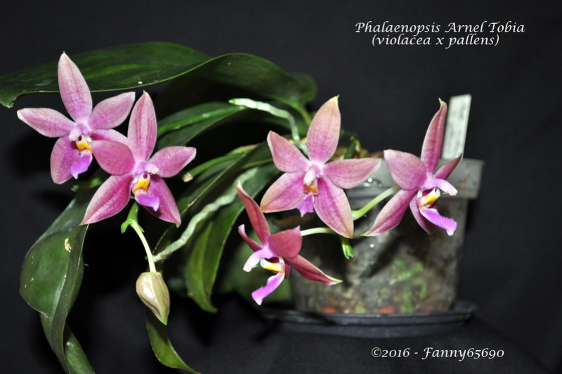 Phalaenopsis Arnel Tobia Dsc_0083