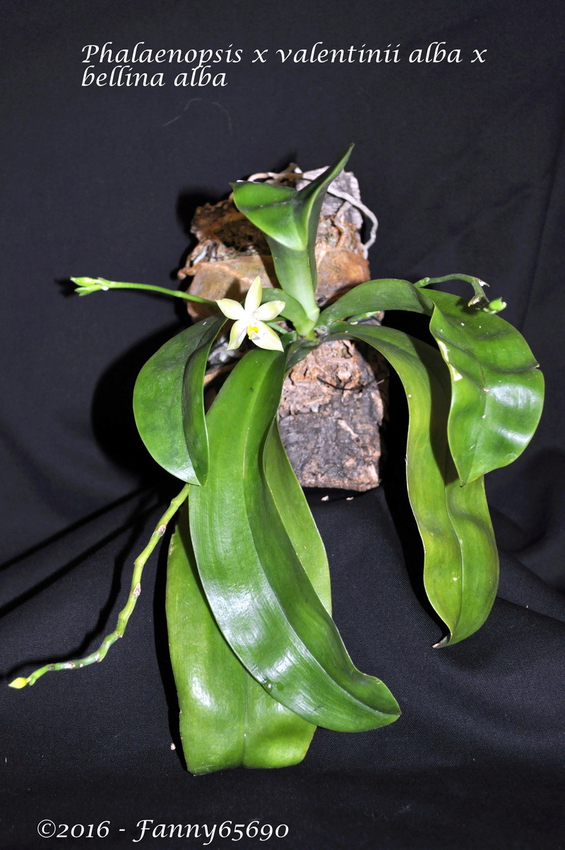 Phalaenopsis x valentinii 'alba x bellina 'alba Dsc_0087