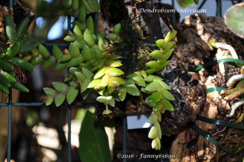 Dendrobium indivisum Dsc_0098