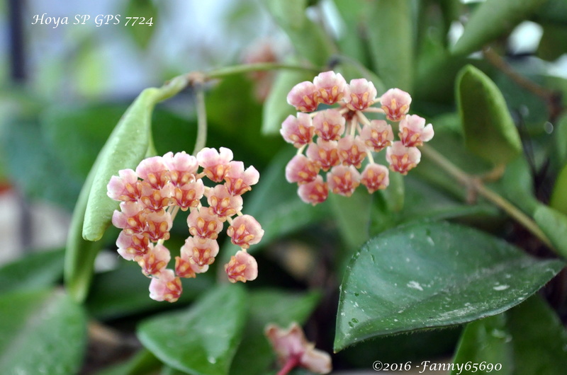 Hoya SP GPS 7724 Dsc_0100