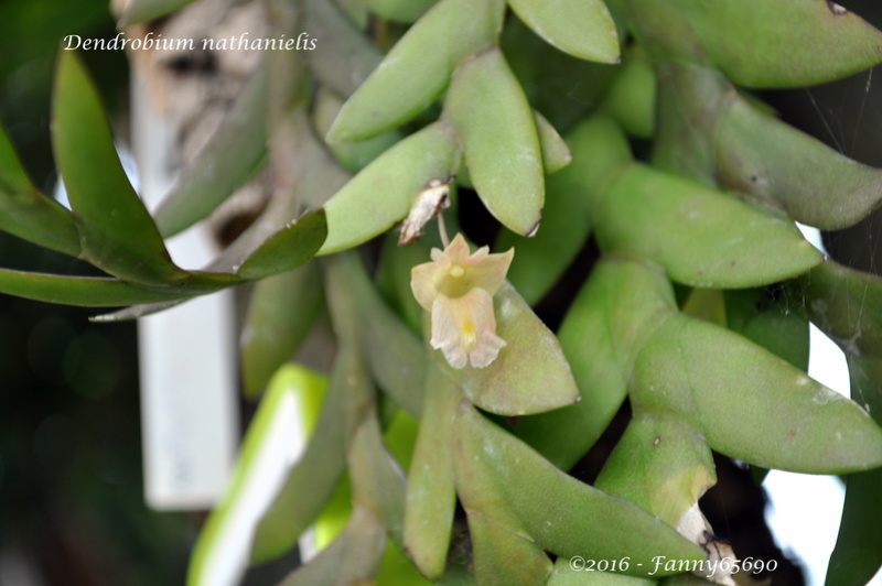 Dendrobium nathanielis Dsc_0114