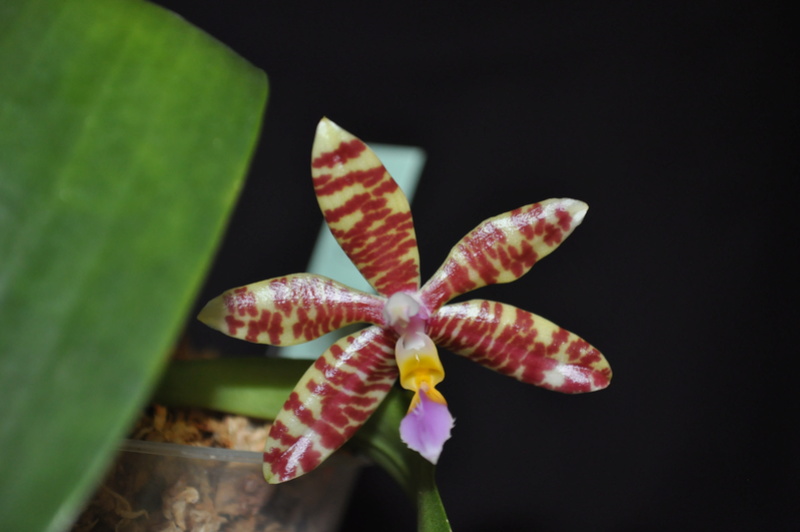 Phalaenopsis Spica Dsc_0122