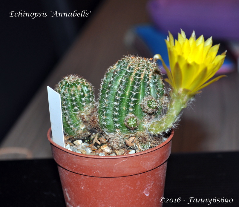 Echinopsis 'Annabelle' Dsc_0125