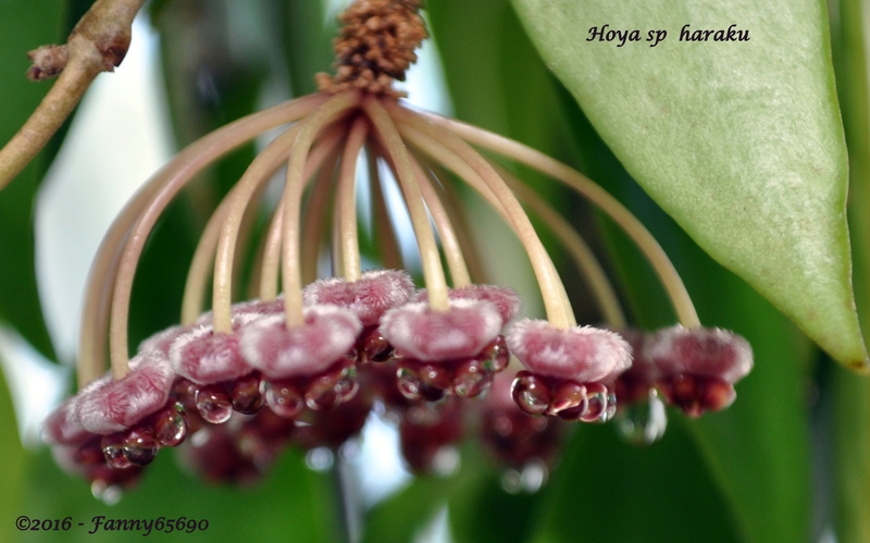 Hoya Sp haraku Dsc_0130