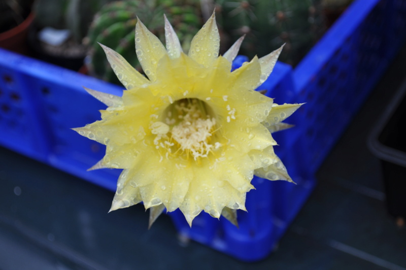 Echinopsis jaune Dsc_0212