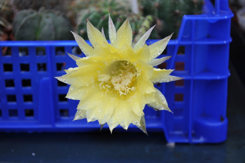 Echinopsis jaune Dsc_0213