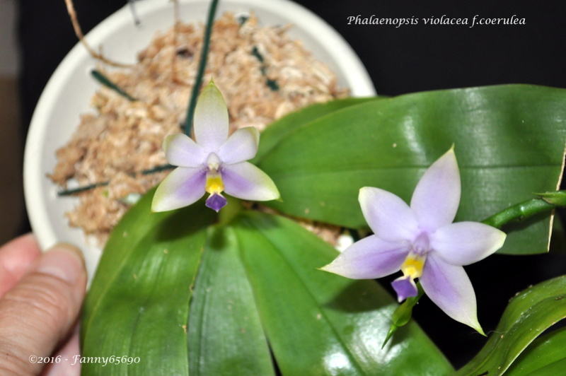 Phalaenopsis violacea f.coerulea Dsc_0217