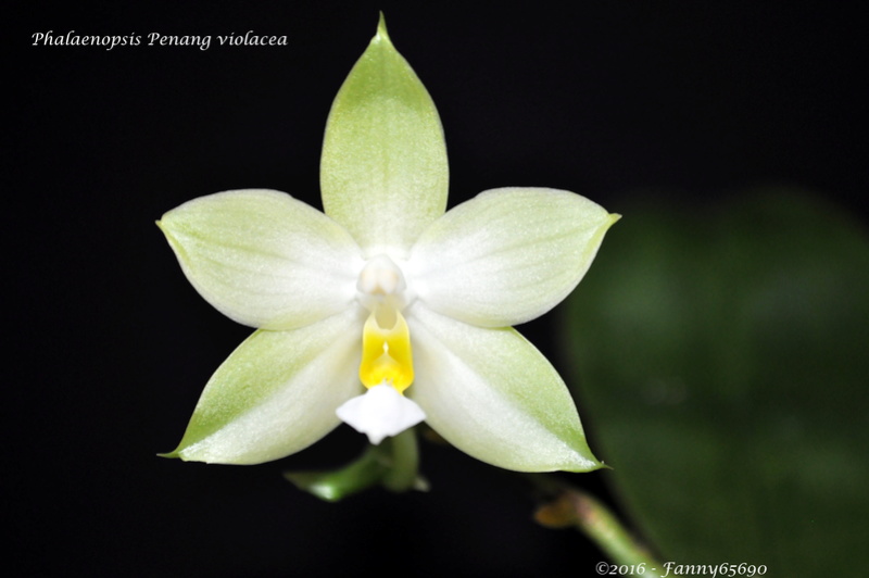 Phalaenopsis Penang violacea ( violacea x micholitzii) Dsc_0221