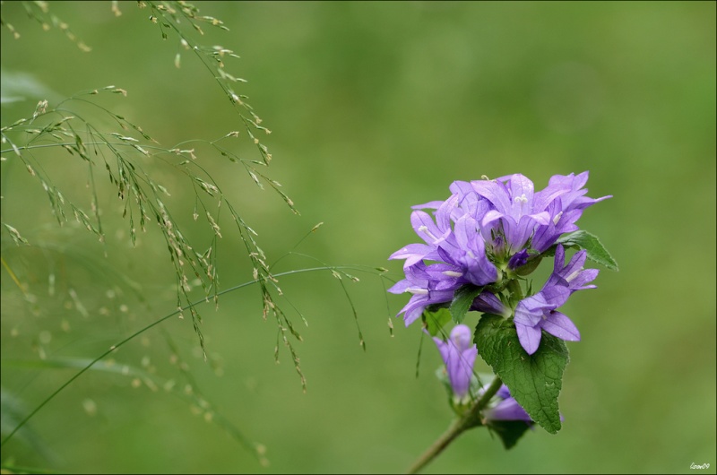 Rester fleur bleue heu... violette  Lmb_6011
