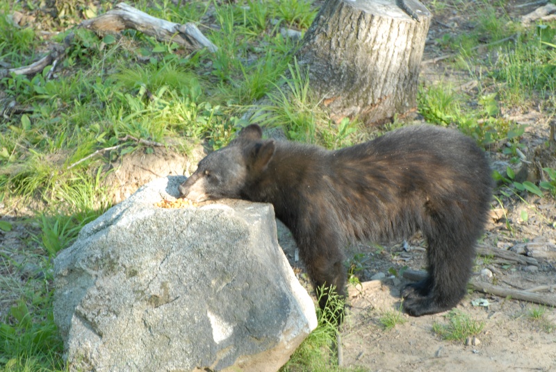 ACADIEVILLE, RICHARD ET SES OURS. Dsc_5512