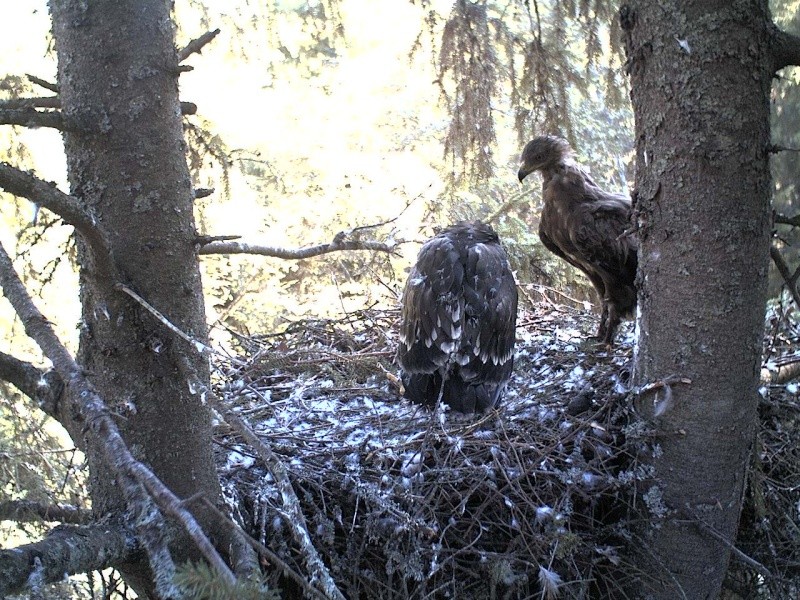 Estonian Lesser Spotted Eagles 2013 ~ Eha & Koit - Page 20 2013-312