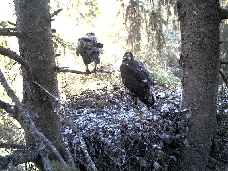 Estonian Lesser Spotted Eagles 2013 ~ Eha & Koit - Page 20 2013-313