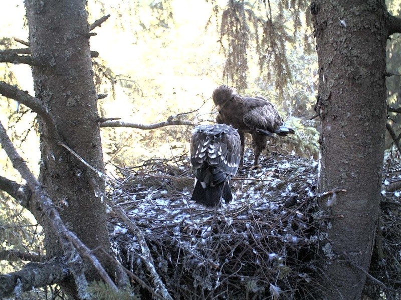 Estonian Lesser Spotted Eagles 2013 ~ Eha & Koit - Page 20 2013-314