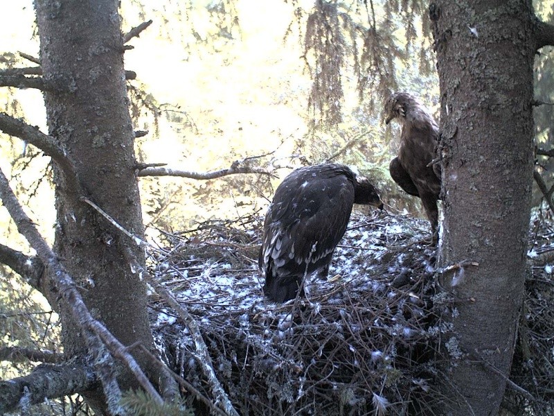 Estonian Lesser Spotted Eagles 2013 ~ Eha & Koit - Page 20 2013-315