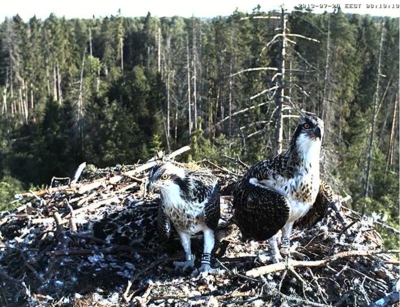 Estonian Lesser Spotted Eagles 2013 ~ Eha & Koit - Page 20 Daaaab12