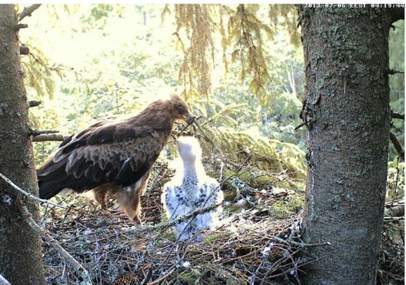 Estonian Lesser Spotted Eagles 2013 ~ Eha & Koit - Page 14 Ebbbcc10