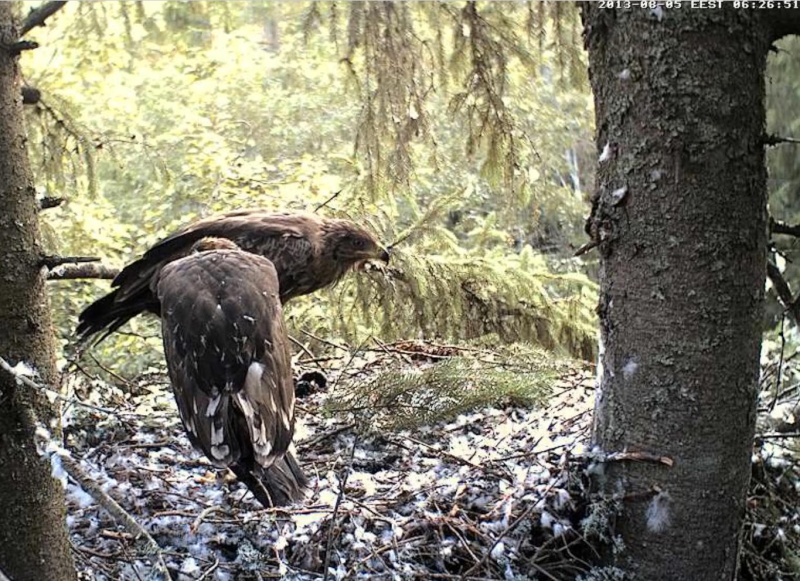 Estonian Lesser Spotted Eagles 2013 ~ Eha & Koit - Page 22 Mmbccc14
