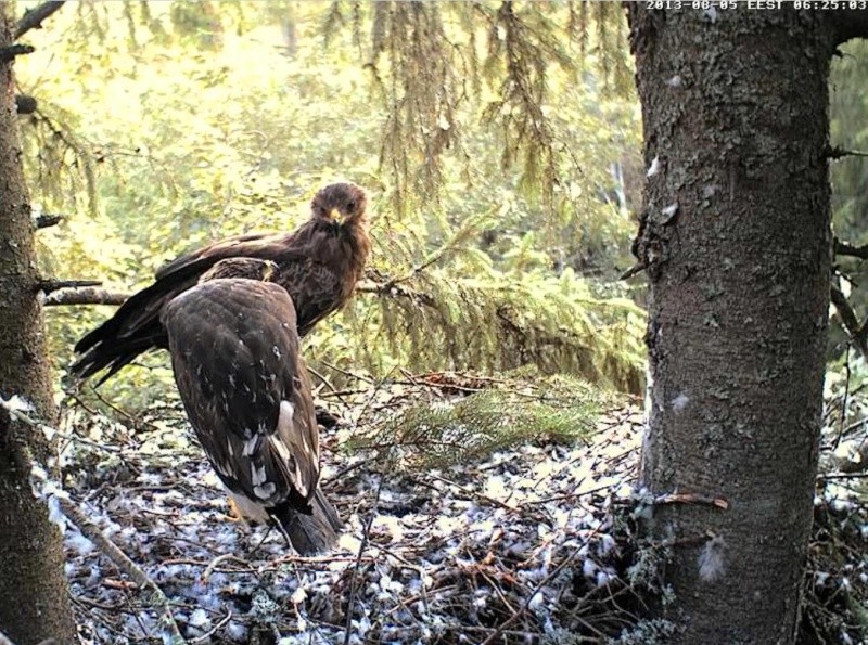 Estonian Lesser Spotted Eagles 2013 ~ Eha & Koit - Page 22 Mmcccm15