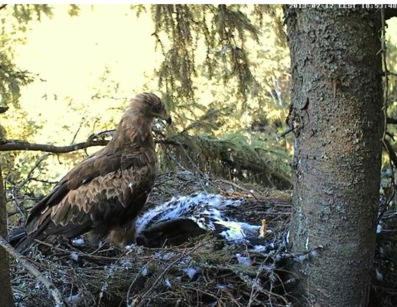 Estonian Lesser Spotted Eagles 2013 ~ Eha & Koit - Page 17 Pcccpa13