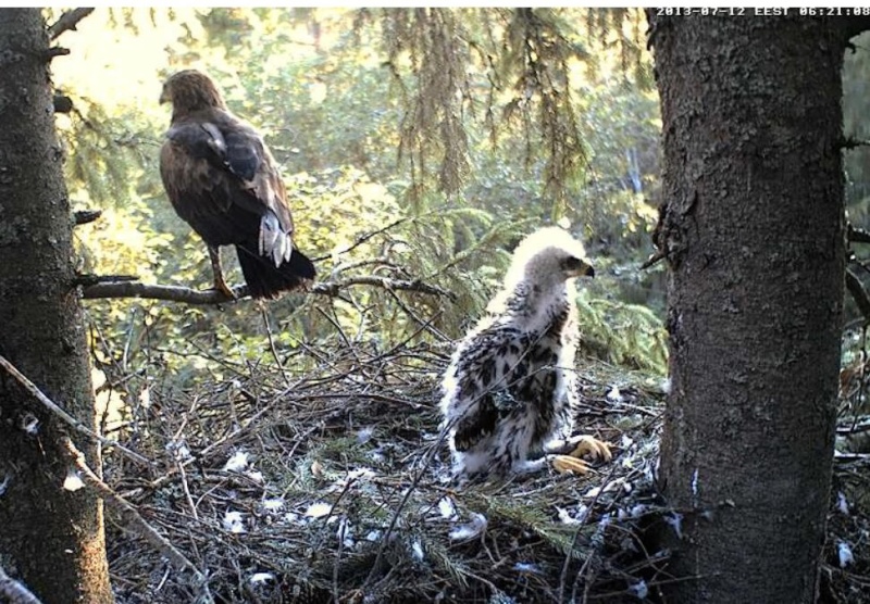 Estonian Lesser Spotted Eagles 2013 ~ Eha & Koit - Page 16 Qaaab10