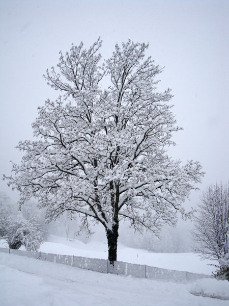 Beaux arbres Arbre_10