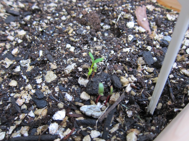 first sprouts Img_1711