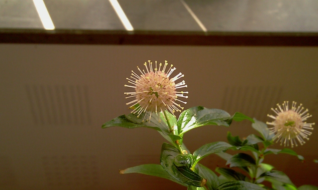 Has anyone else trid ButtonBUSH (Cephalanthus occidentalis) Imag0213