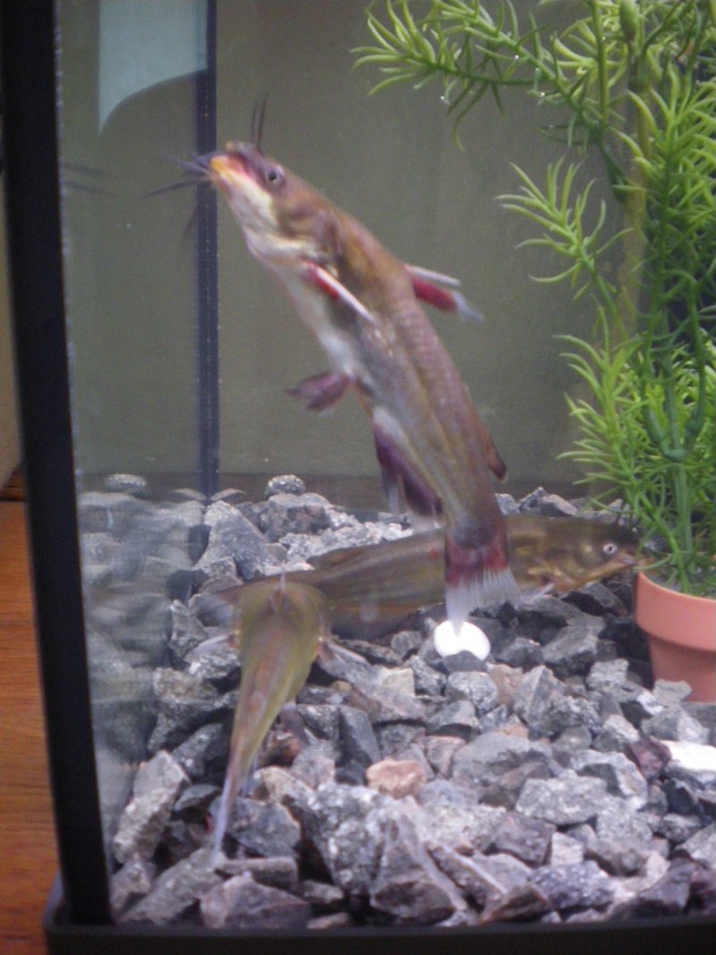 nouveau poisson-chat Imgp1612