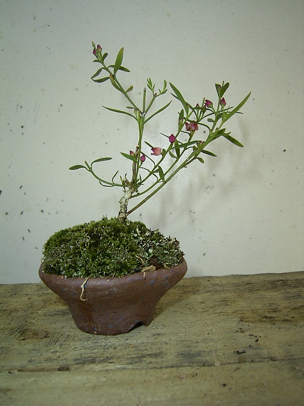 Rare species of bonsai - Page 4 Boroni10
