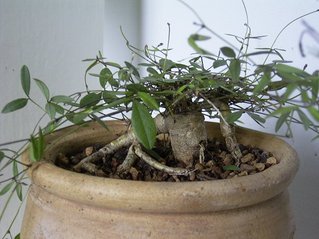 Rare species of bonsai - Page 4 R0014310