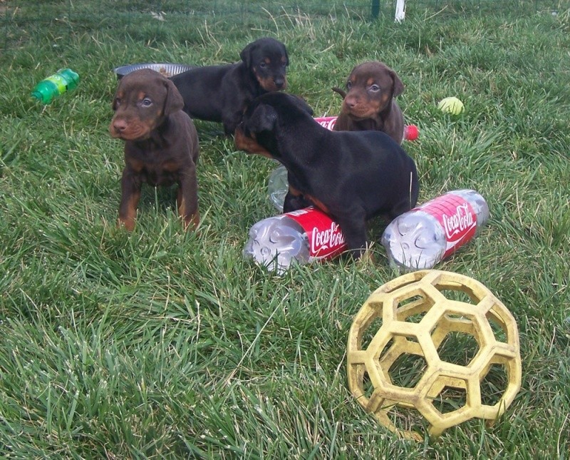 Forever Star : chiots Dobermanns pour cet été ! - Page 6 Sortie16