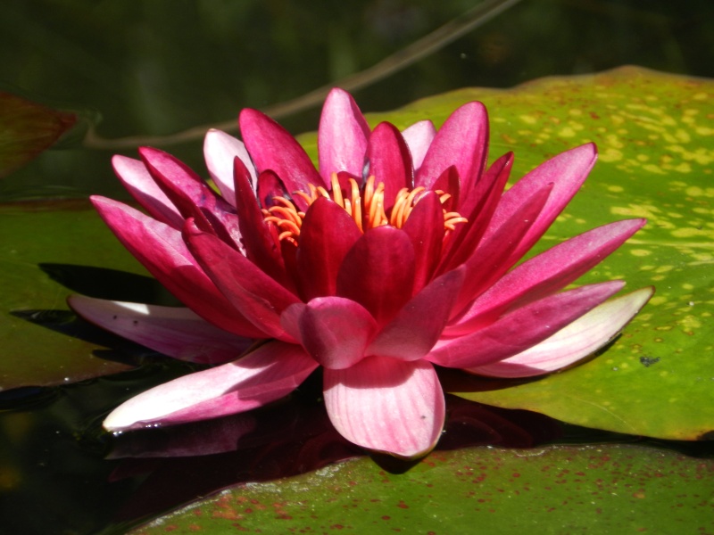 Le lotus, la fleur de la sagesse et de l'hatitude zen !!!! Nynuph10