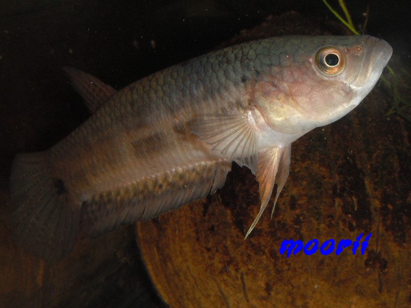 Betta ocellata " Tawau Kampong Imam" (Borneo).  - Page 5 18610