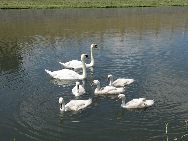 Toul (Meurthe & Moselle) Cygnes10