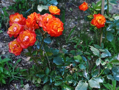 petits bouquets de juillet - Page 2 015_4010