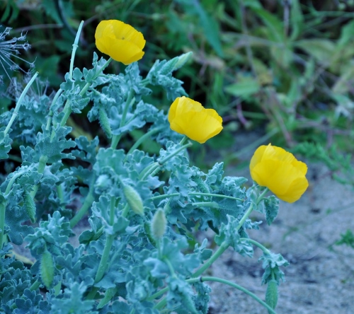 Glaucium flavum - pavot cornu- (herbier ) Chez_j20