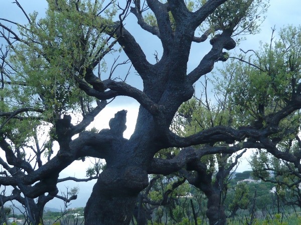 Quercus suber - chêne liège Corse_11