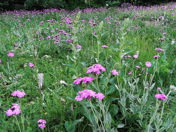 Silene flos-jovis (= Lychnis flos-jovis) - silène fleur de jupiter Flore_16