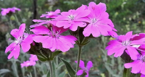 Silene flos-jovis (= Lychnis flos-jovis) - silène fleur de jupiter Flore_17