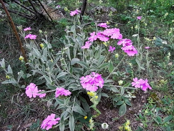 Silene flos-jovis (= Lychnis flos-jovis) - silène fleur de jupiter Flore_19