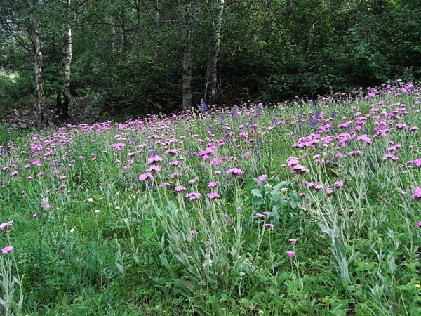 Silene flos-jovis (= Lychnis flos-jovis) - silène fleur de jupiter Flore_21