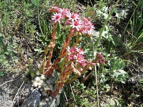 Crassulacées dans la nature : commentaires, discussions, identifications Flore_24