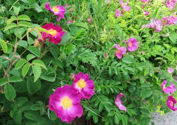 Rosa rugosa - rosier rugueux  Guiber18