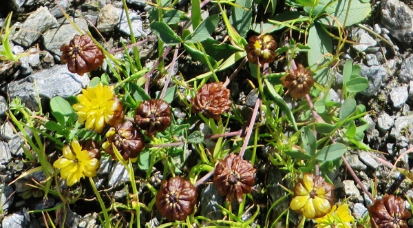 Trifolium badium - trèfle bai Hautes12