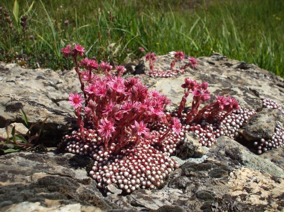 Crassulacées dans la nature : commentaires, discussions, identifications Med-me10