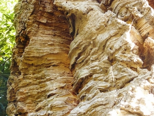 Quercus suber - chêne liège P1150910