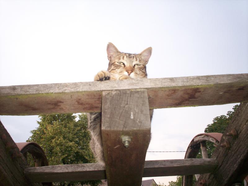 Ce chat me cherche... - Page 8 Loulou16