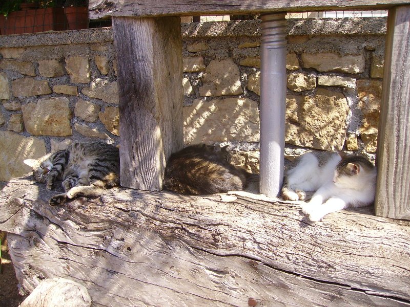 Ce chat me cherche... - Page 8 Loulou21